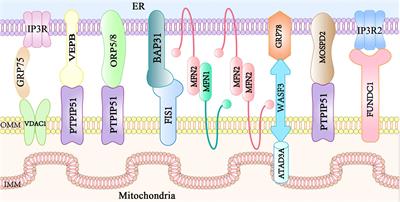 Frontiers | Mitochondria-Associated Endoplasmic Reticulum